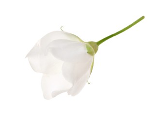 Photo of Beautiful delicate jasmine flower isolated on white