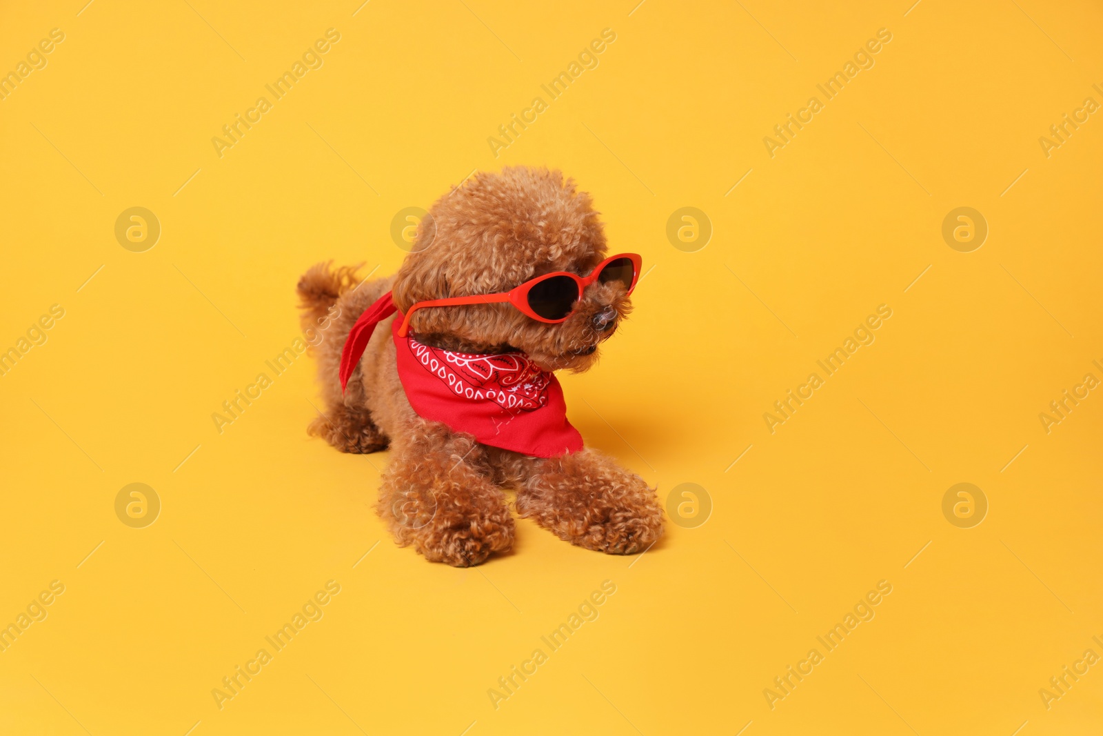 Photo of Cute Maltipoo dog with bandana and sunglasses on orange background