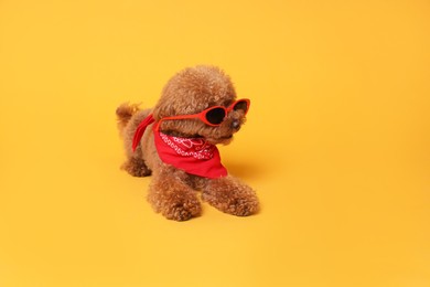 Photo of Cute Maltipoo dog with bandana and sunglasses on orange background