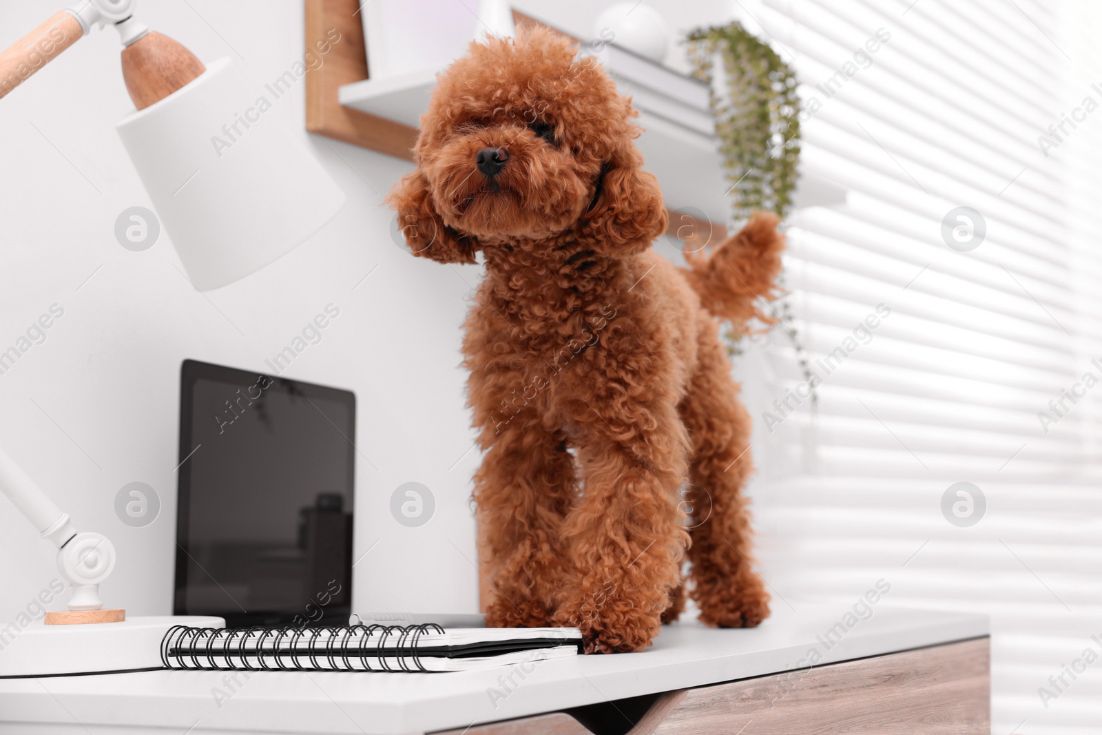 Photo of Cute Maltipoo dog on desk near laptop at home