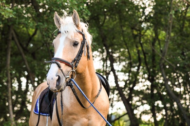 Palomino horse in bridle at green park