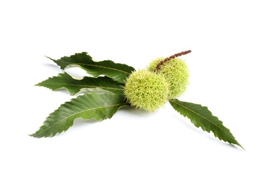 Photo of Fresh sweet edible chestnuts in green husk with leaves on white background