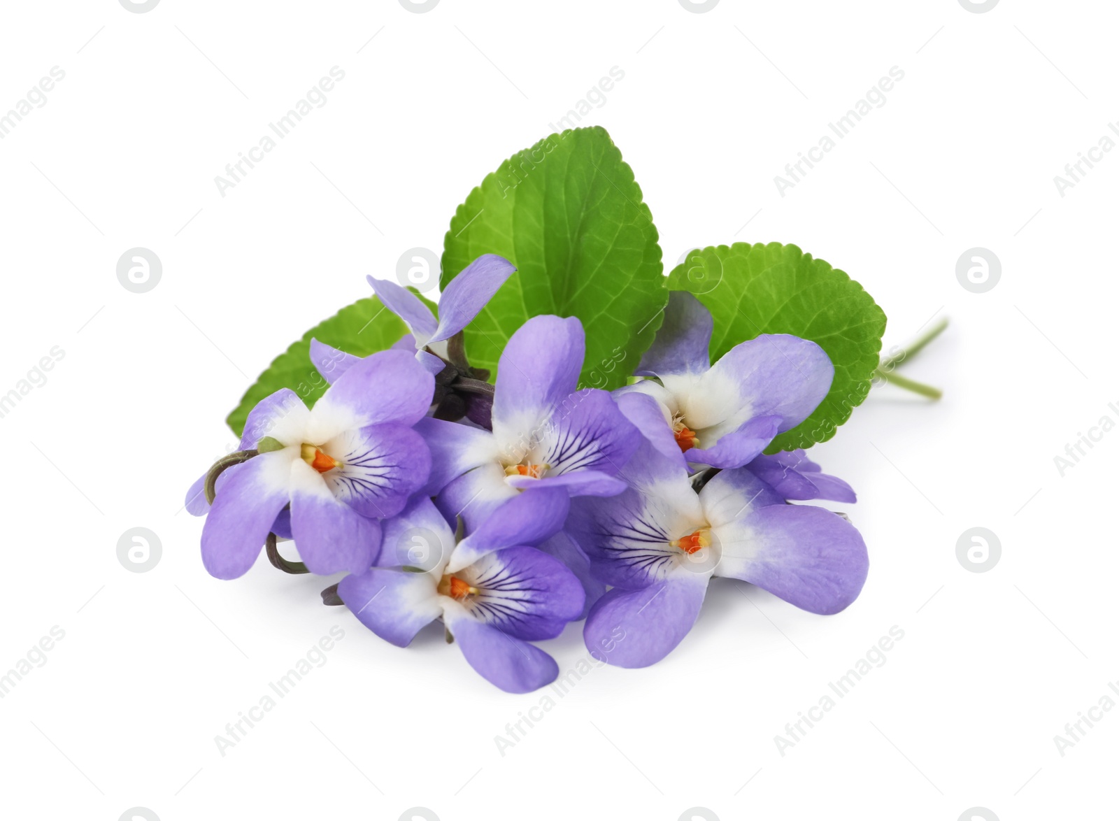 Photo of Beautiful wood violets with green leaves on white background. Spring flowers