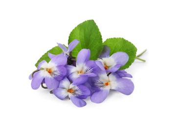 Beautiful wood violets with green leaves on white background. Spring flowers