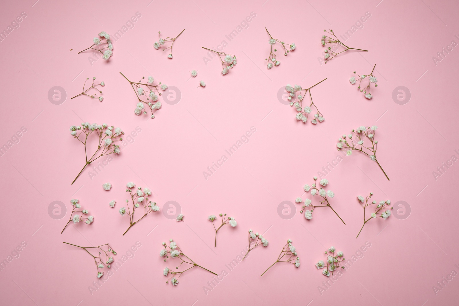 Photo of Frame made of beautiful gypsophila flowers on pink background, flat lay with space for text. Floral layout