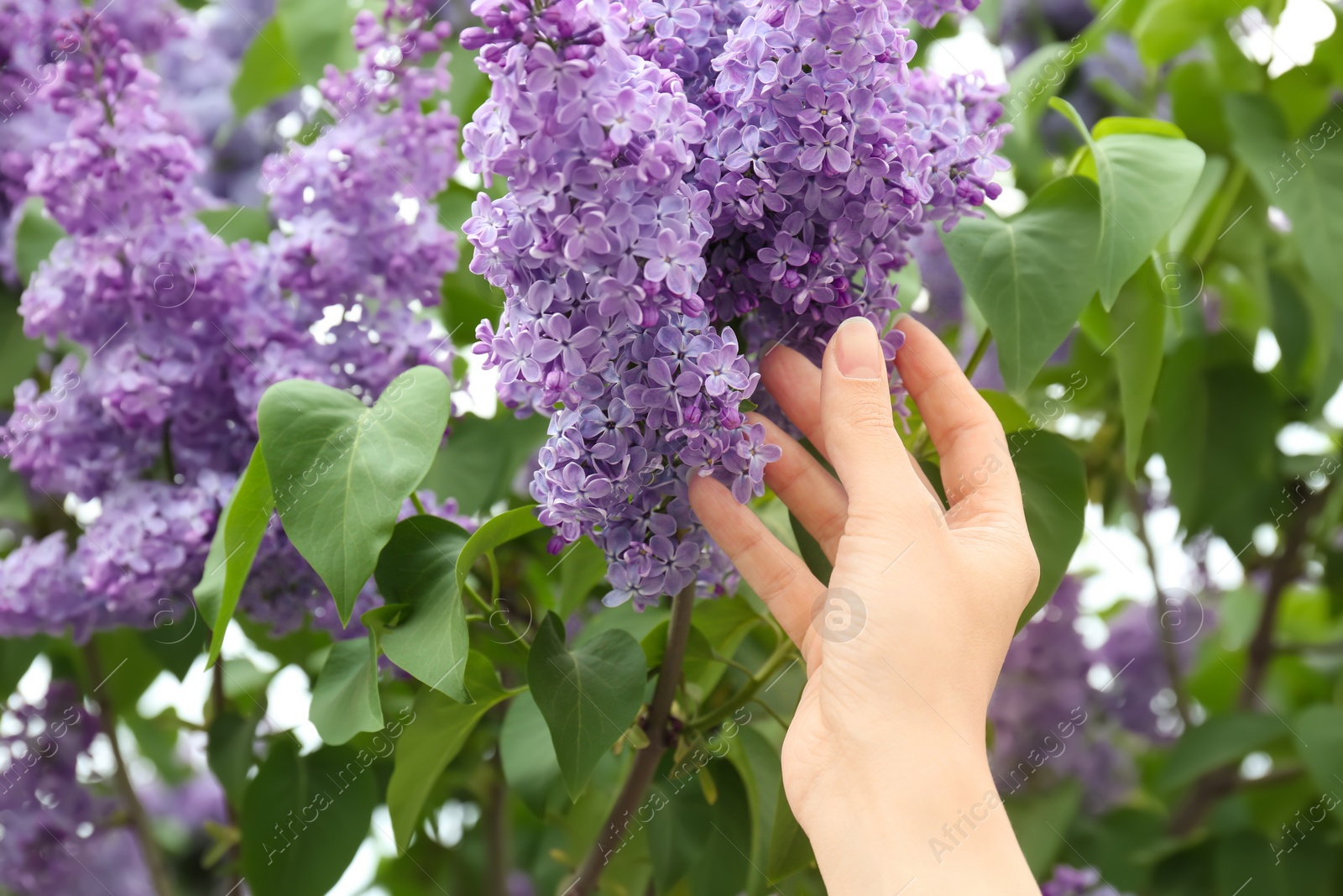 Photo of Young woman reaching for blossoming lilac outdoors on spring day