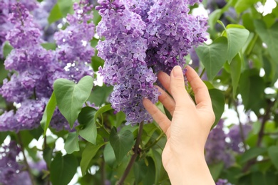 Photo of Young woman reaching for blossoming lilac outdoors on spring day