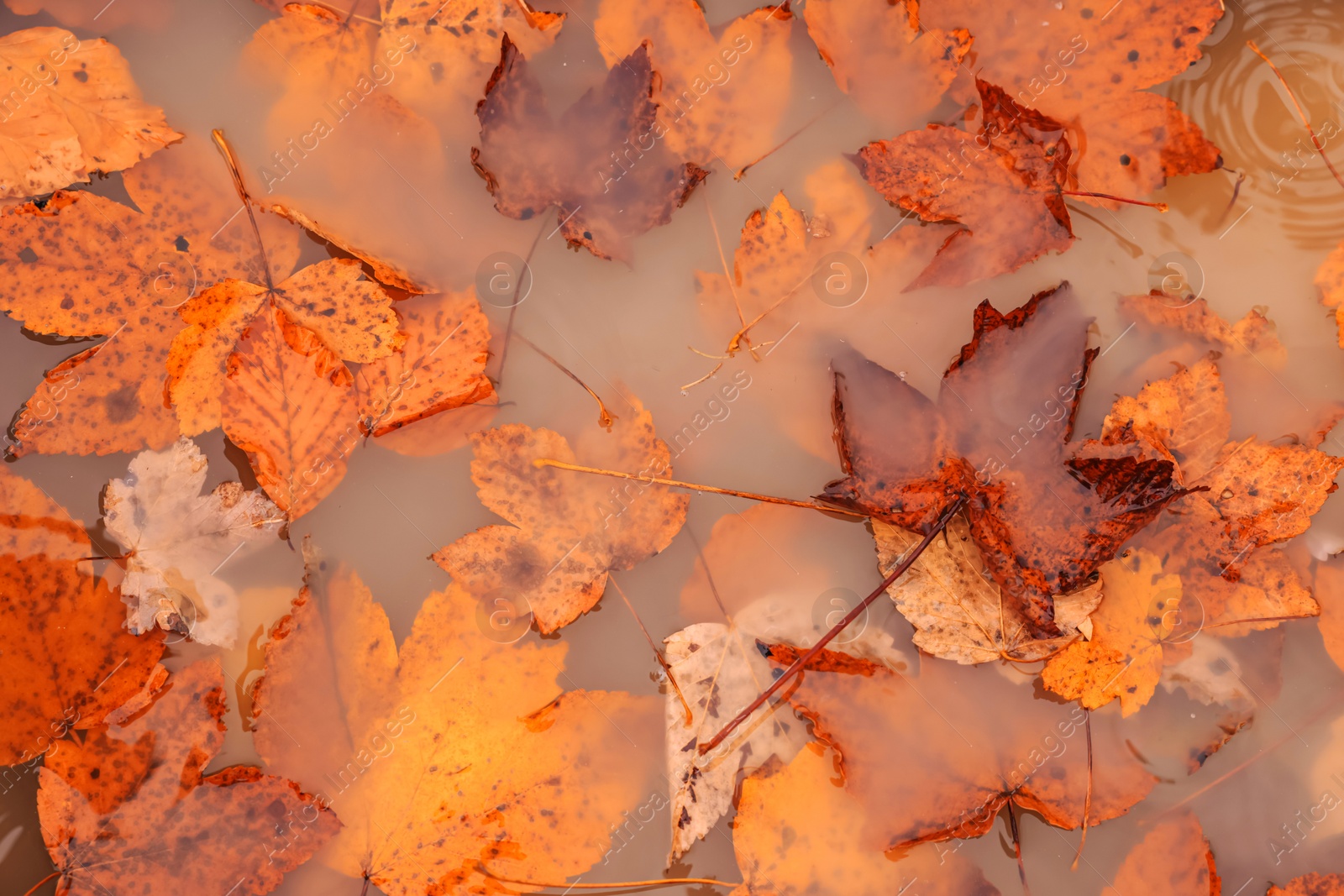 Image of Beautiful orange autumn leaves in puddle, top view