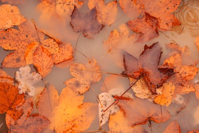 Image of Beautiful orange autumn leaves in puddle, top view