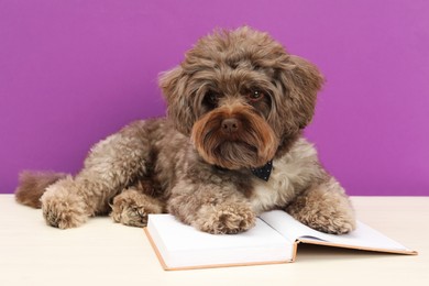 Photo of Cute Maltipoo dog with book on white table against violet background. Lovely pet