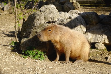 Photo of Beautiful capybara resting near stones on sunny day