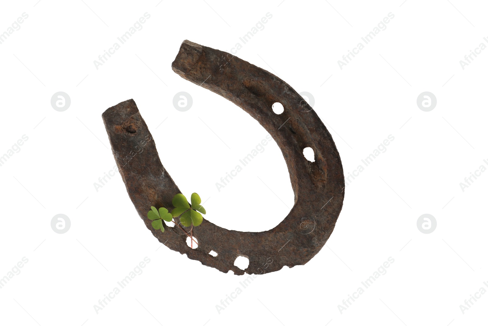 Photo of Old horseshoe and clover on white background. St. Patrick's Day celebration