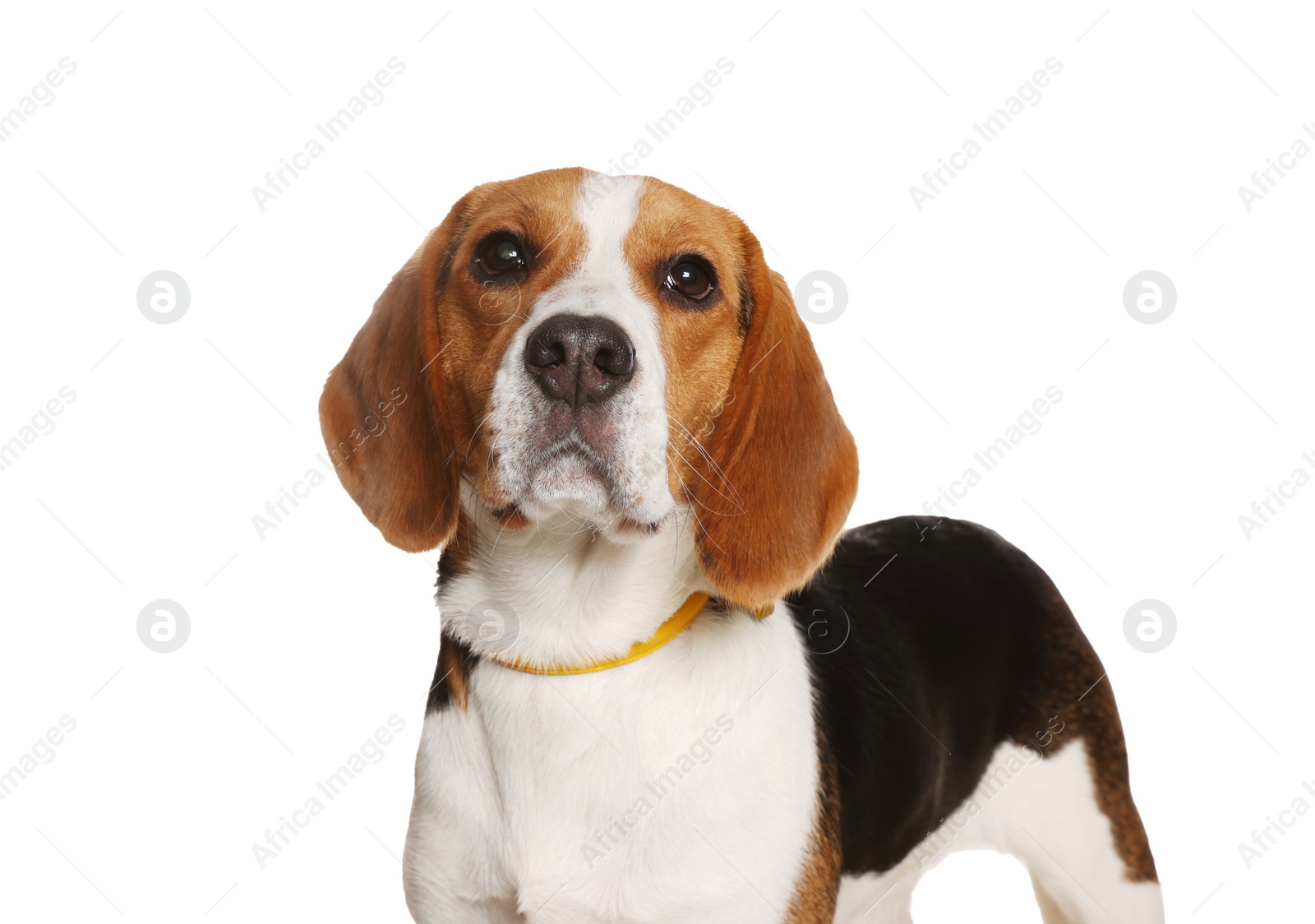 Photo of Adorable Beagle dog in stylish collar on white background