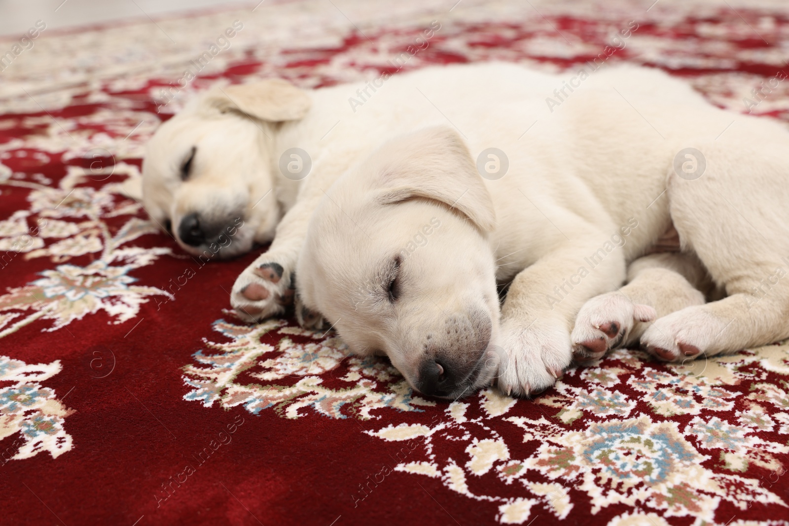 Photo of Cute little puppies sleeping on vintage carpet