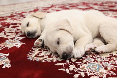 Photo of Cute little puppies sleeping on vintage carpet