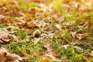 Autumn leaves on ground in beautiful park