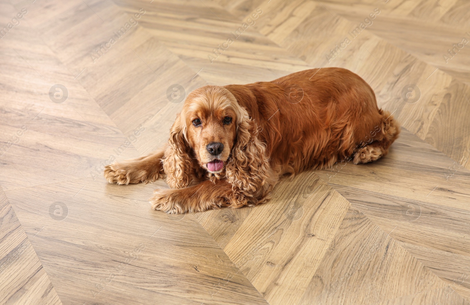 Photo of Cute Cocker Spaniel dog lying on warm floor. Heating  system