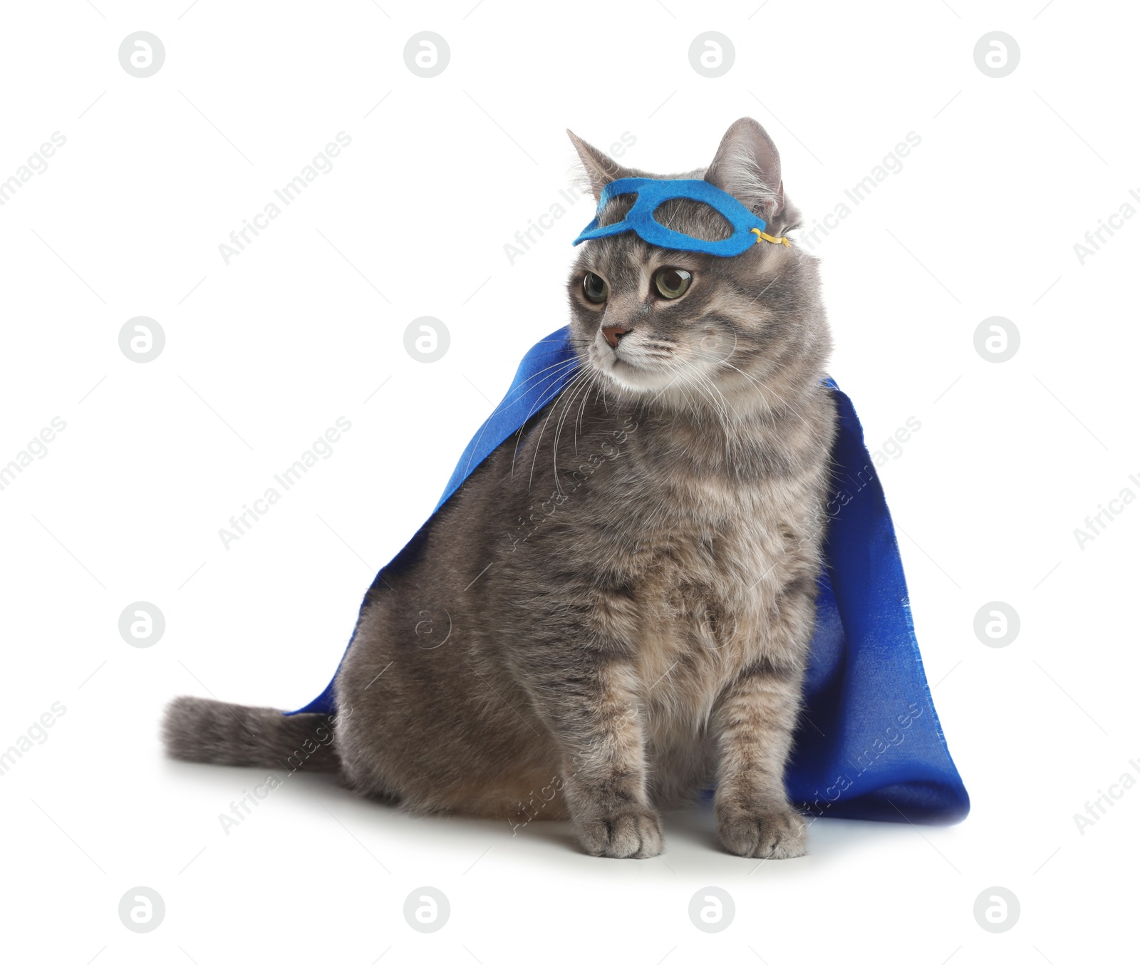 Photo of Adorable cat in blue superhero cape and mask on white background