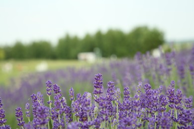 Photo of Beautiful blooming lavender growing in field. Space for text