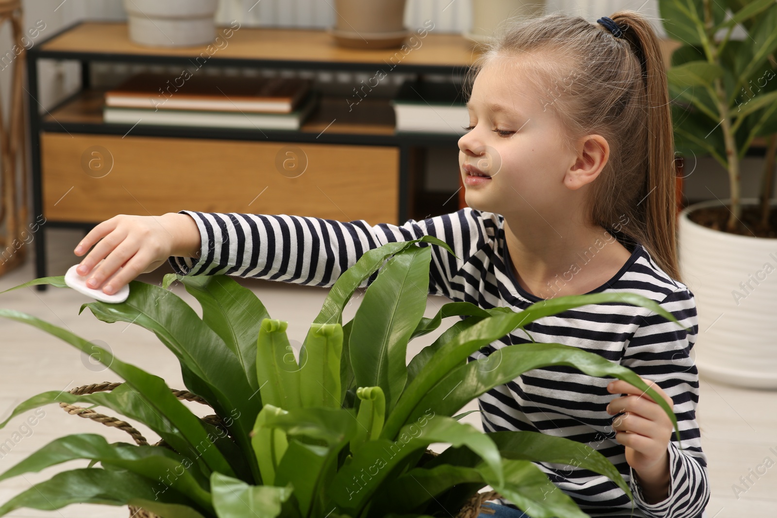Photo of Cute girl wiping plant's leaves with cotton pad at home. House decor