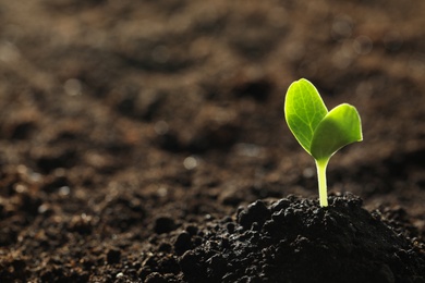 Photo of Young vegetable seedling growing in soil outdoors, space for text