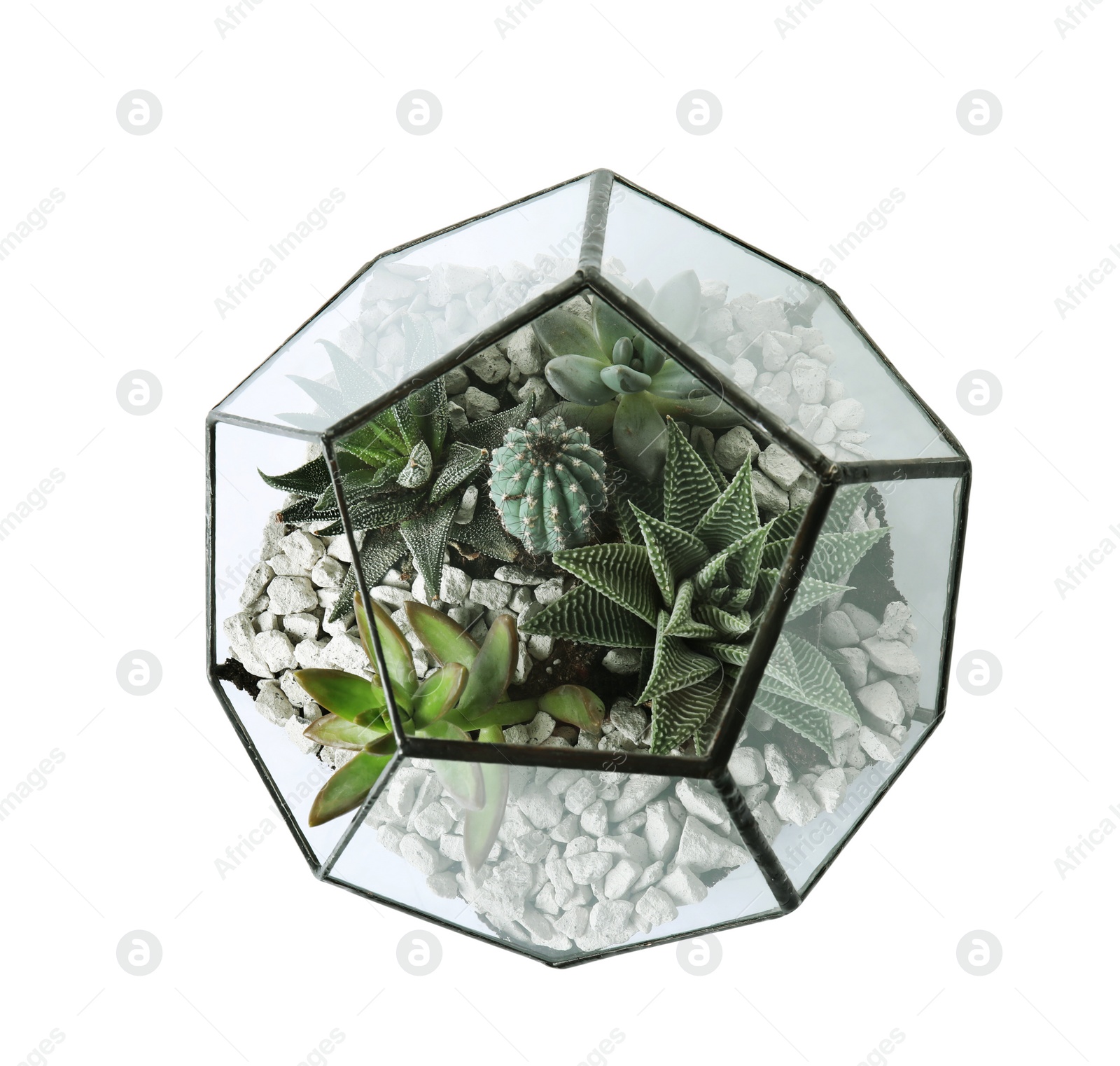 Photo of Glass florarium vase with succulents and cactus on white background, top view. Home plants