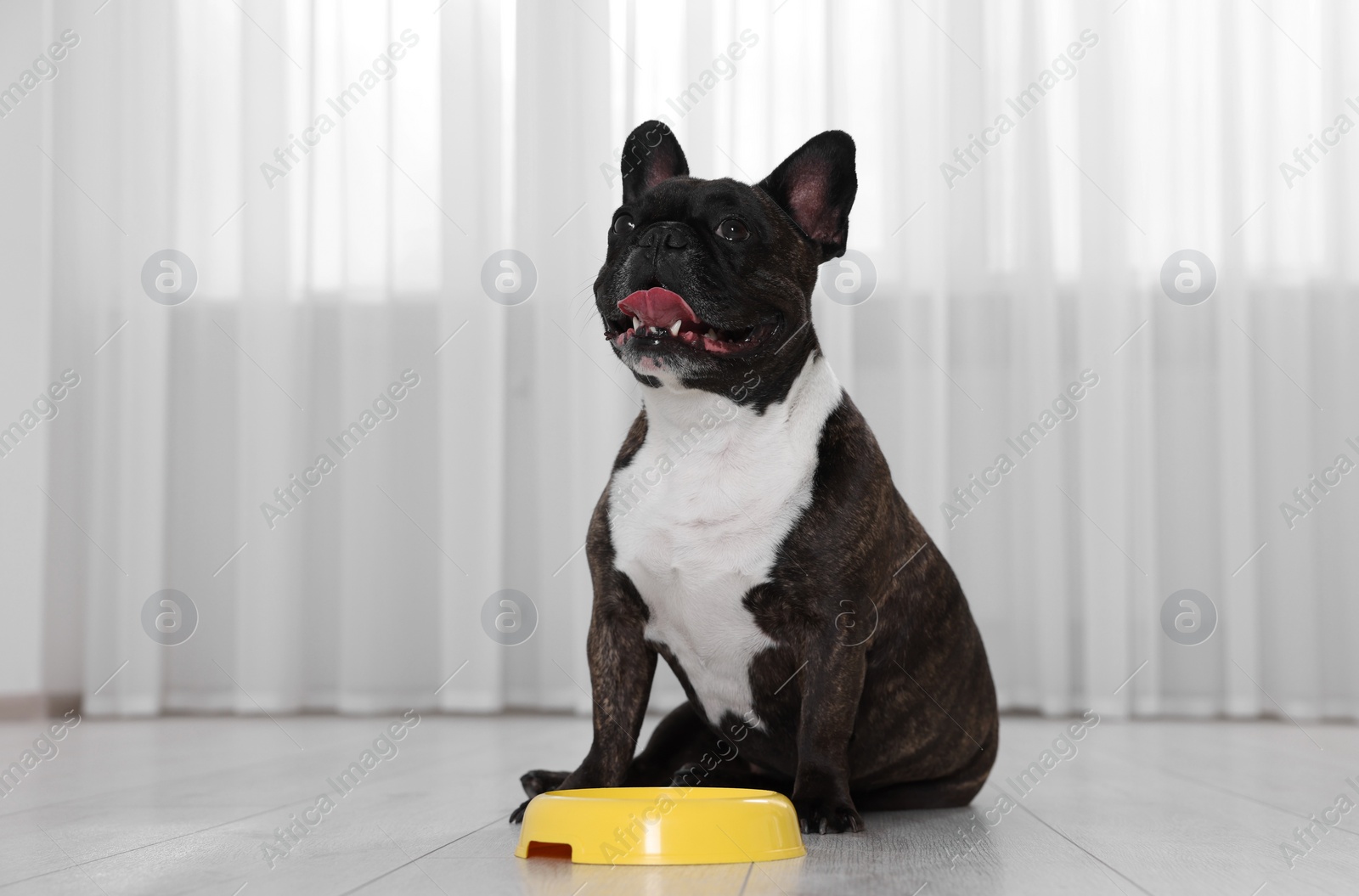 Photo of Adorable French Bulldog near yellow bowl indoors. Lovely pet