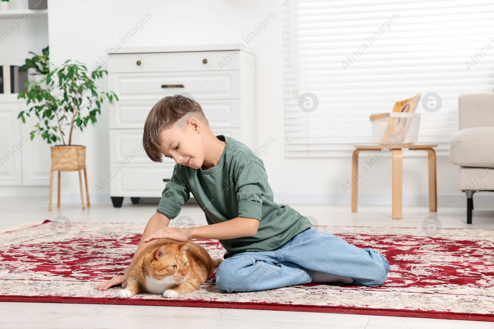 Photo of Little boy petting cute ginger cat on carpet at home