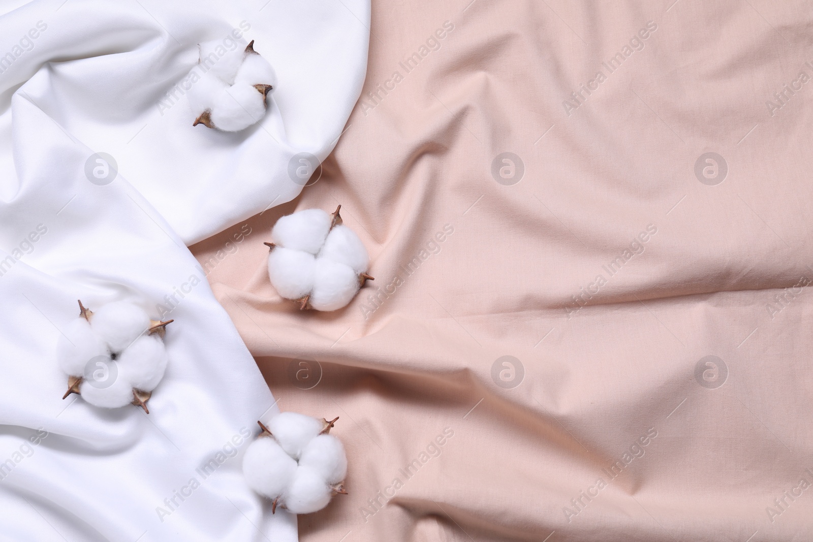 Photo of Fluffy cotton flowers on white and beige fabrics, top view. Space for text