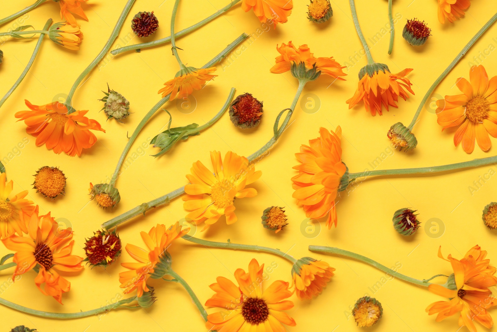 Photo of Flat lay composition with beautiful calendula flowers on yellow background