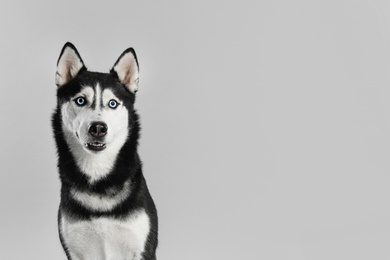 Photo of Cute Siberian Husky dog on light grey background. Space for text