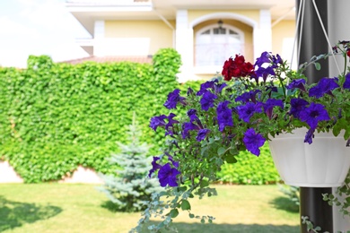 Beautiful potted flowers on wall near green garden