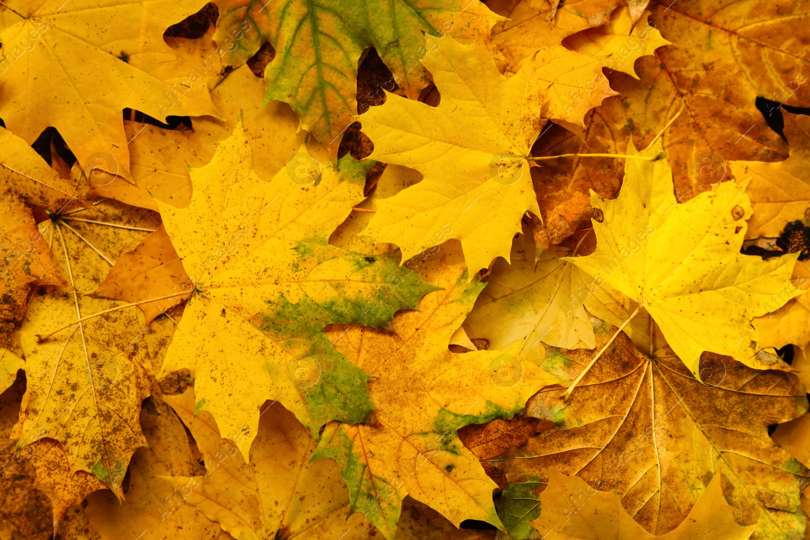 Photo of Top view of dry autumn leaves on ground as background