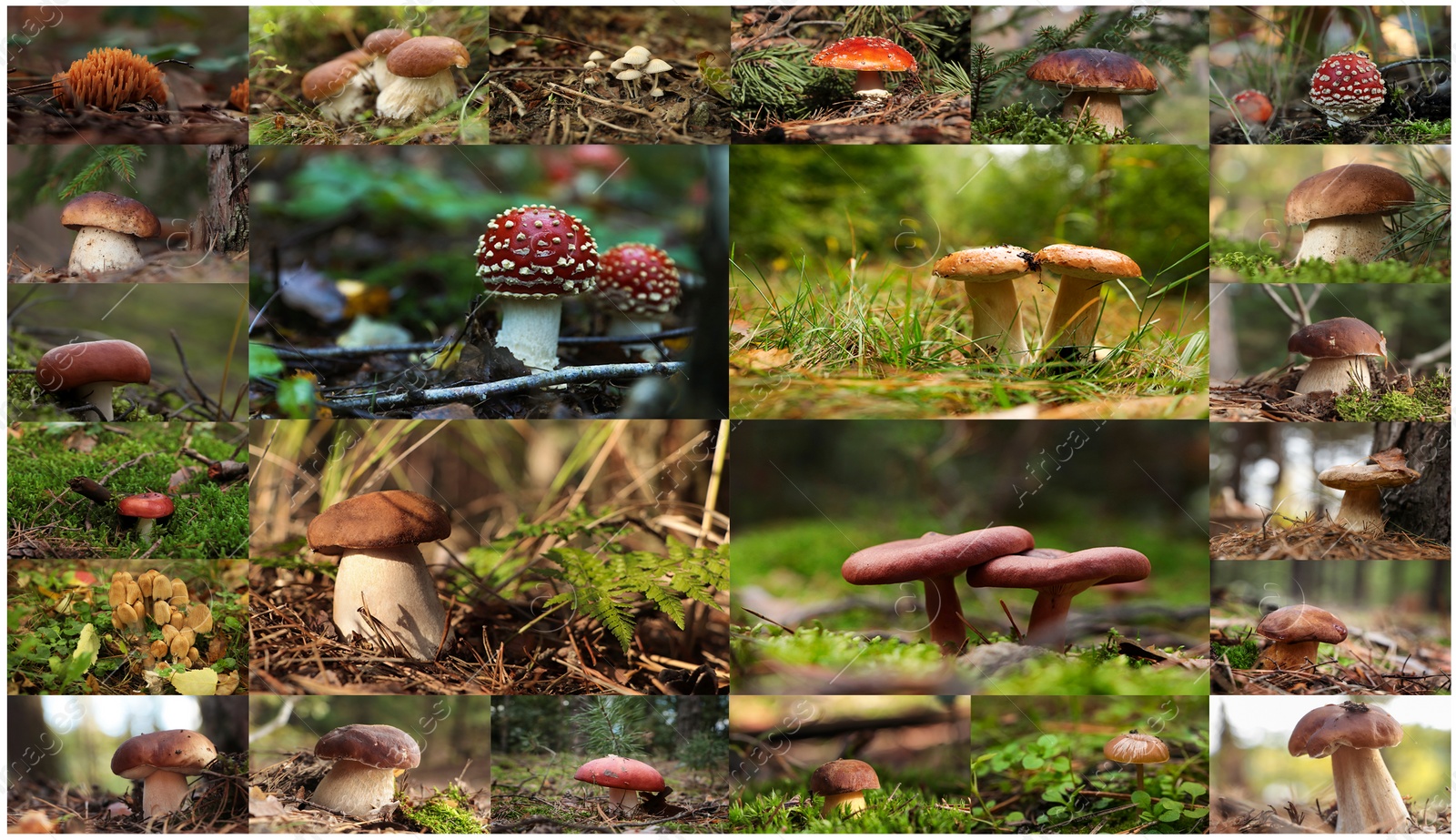 Image of Collage with photos of different wild mushrooms in forest