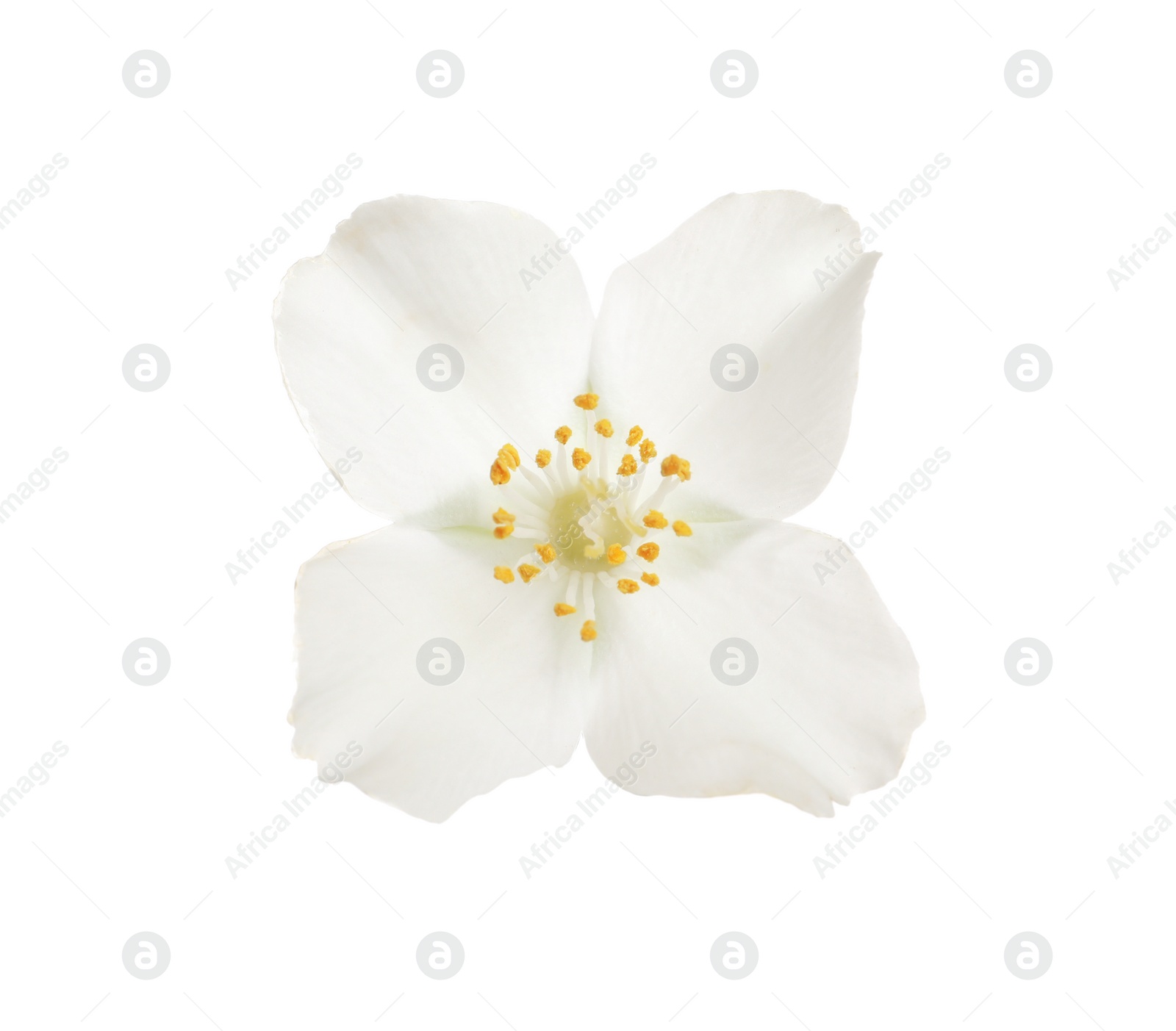 Photo of Beautiful flower of jasmine plant isolated on white