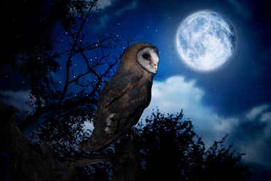 Image of Owl on tree in dark forest under starry sky with full moon at night