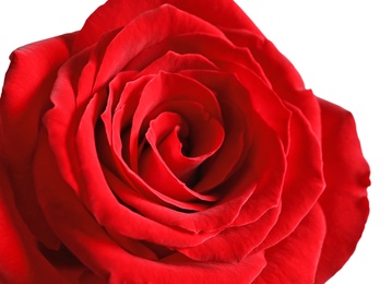 Photo of Beautiful red rose flower on light background, closeup