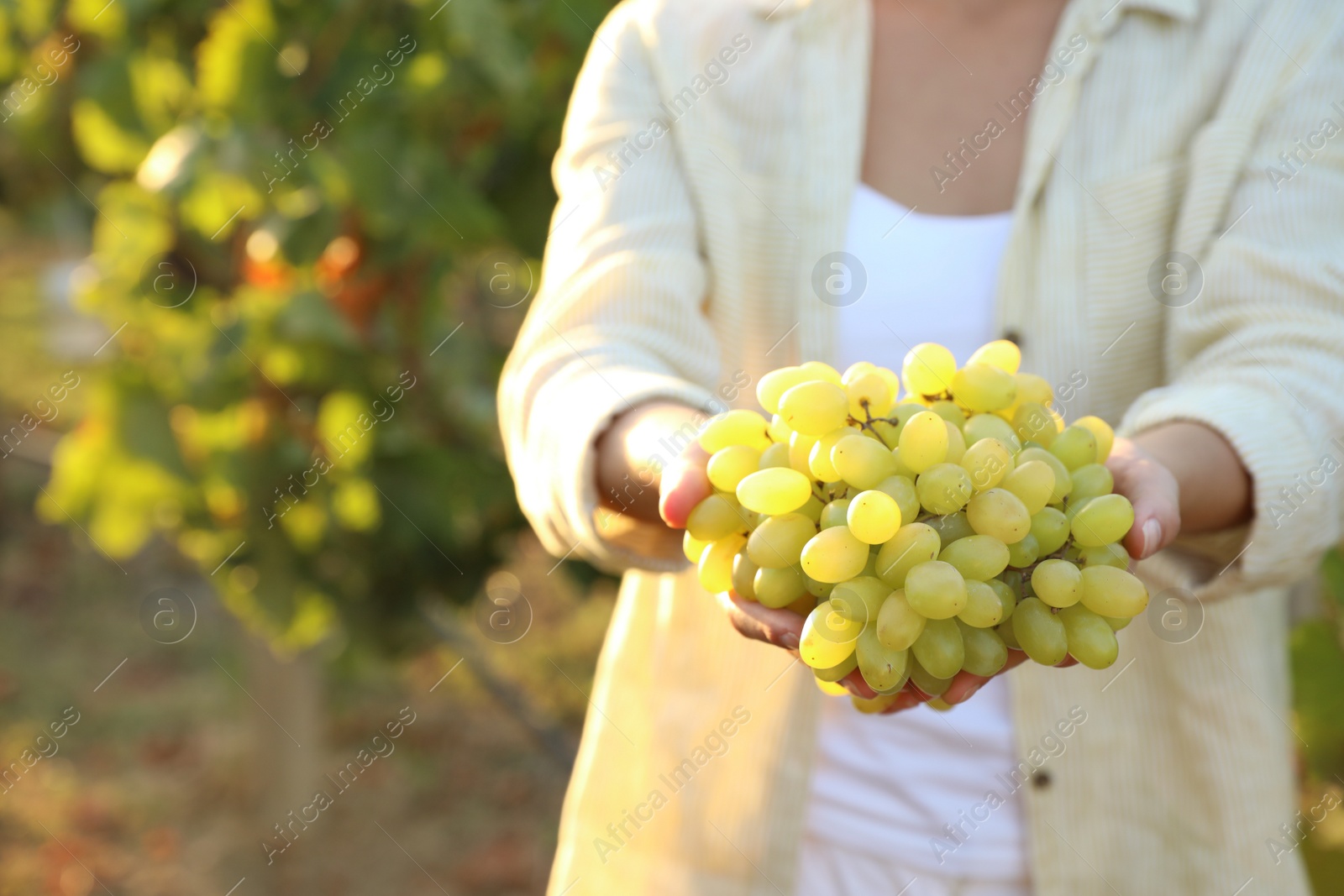 Photo of Woman holding cluster of ripe grapes in vineyard, closeup