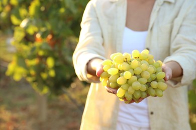 Woman holding cluster of ripe grapes in vineyard, closeup