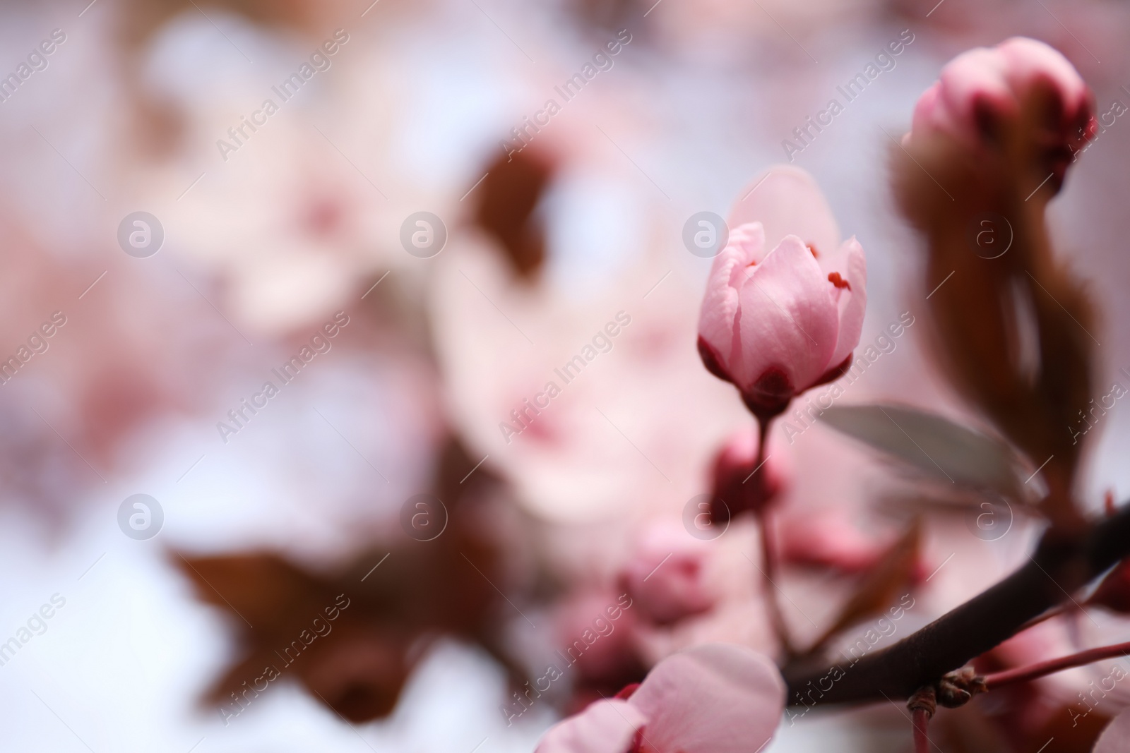 Photo of Closeup view of blossoming tree outdoors on spring day