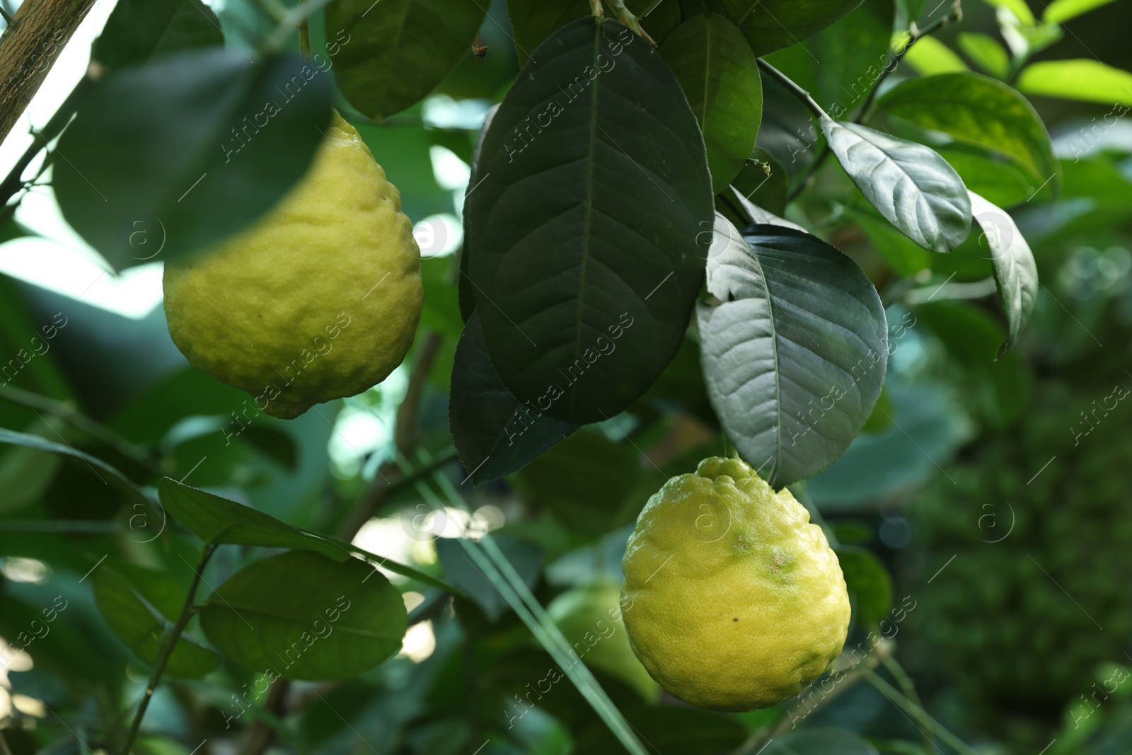 Photo of Unripe lemons growing on tree outdoors, closeup