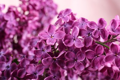 Photo of Closeup view of beautiful lilac flowers on pink background