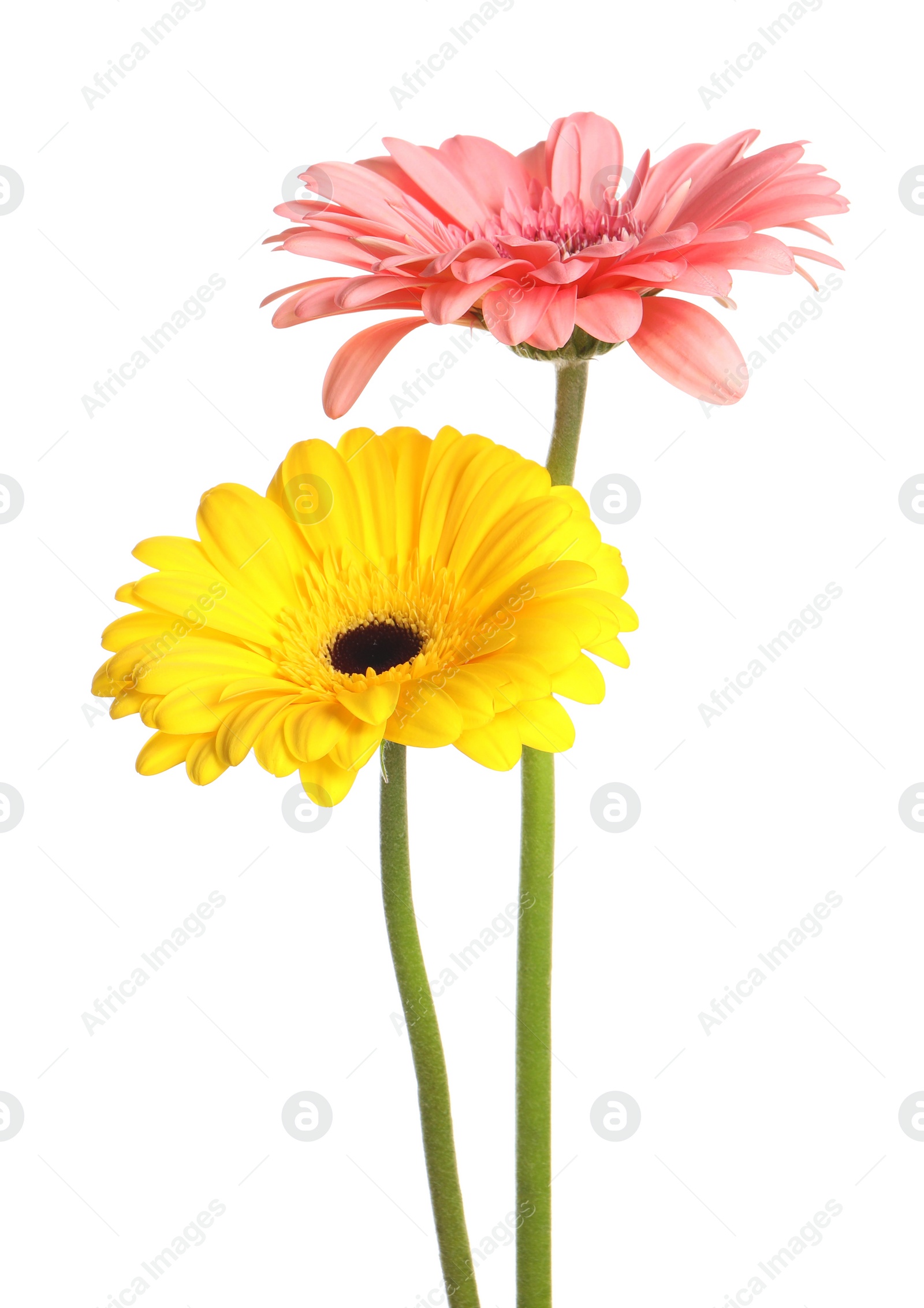 Photo of Beautiful colorful gerbera flowers on white background