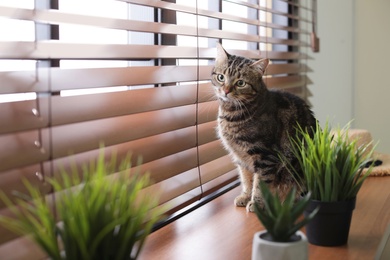 Adorable cat and houseplants on window sill at home. Space for text