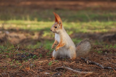 Photo of Cute red squirrel on ground in forest
