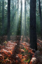 Photo of Majestic view of forest with sunbeams shining through trees in morning