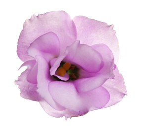 Photo of Beautiful fresh Eustoma flower on white background