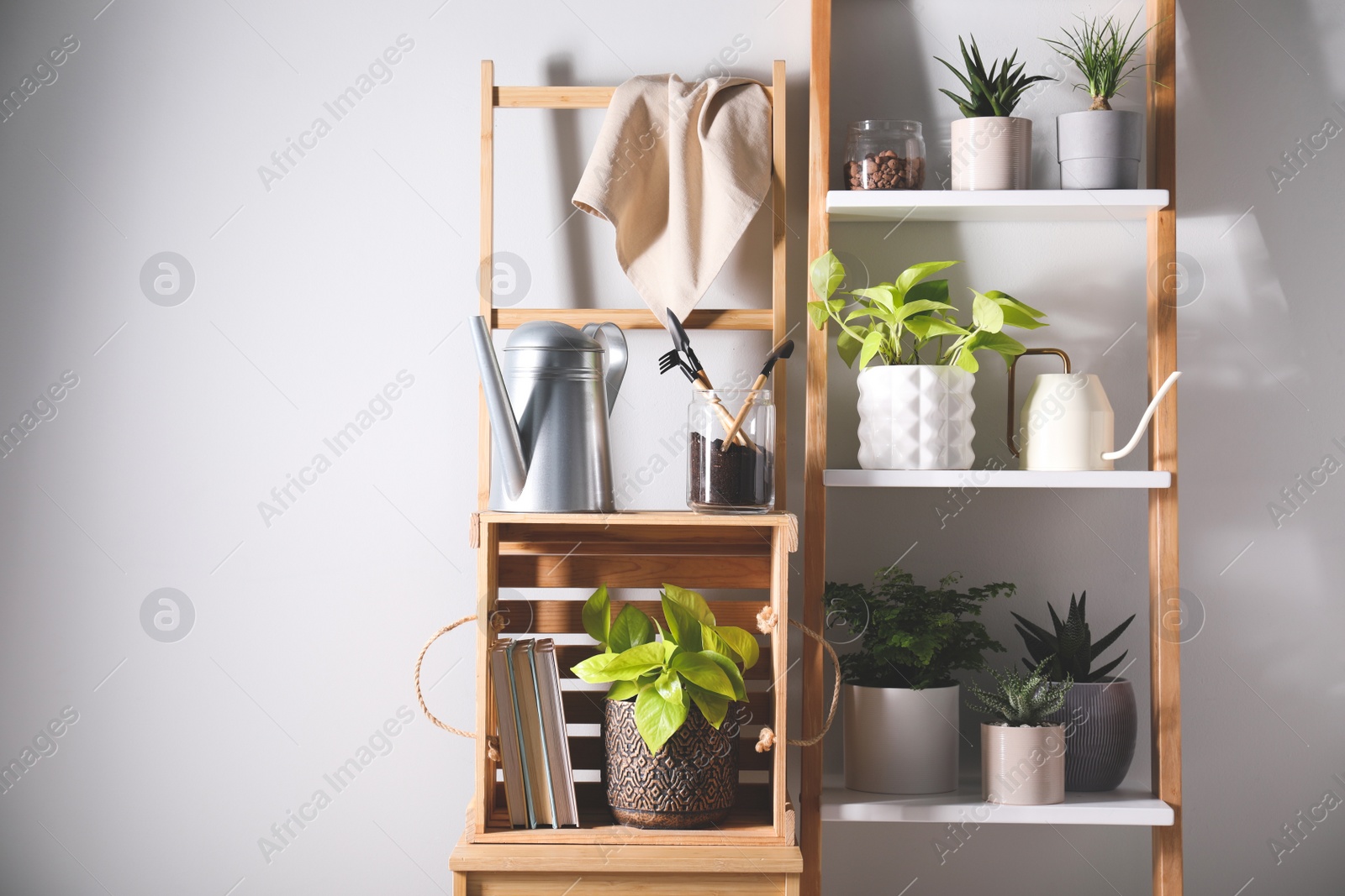 Photo of Beautiful houseplants and gardening tools near white wall. Space for text