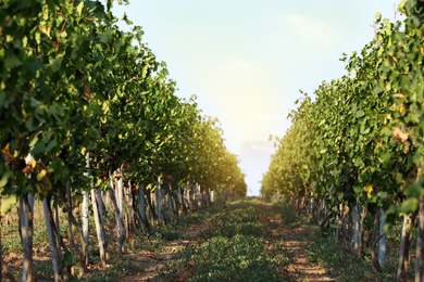 Beautiful view of vineyard on sunny day