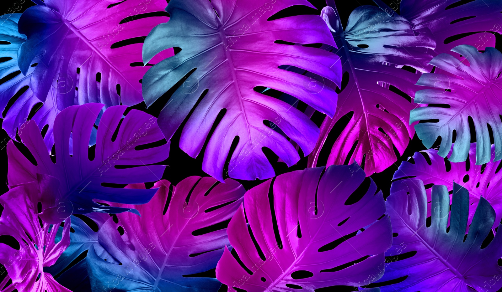 Image of Tropical monstera leaves in neon colors on black background